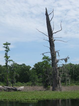 Cypress Flats