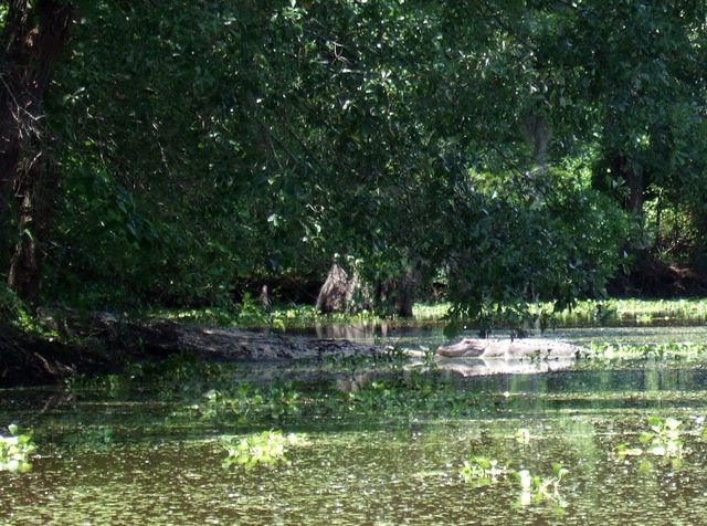 Alligator in the mud