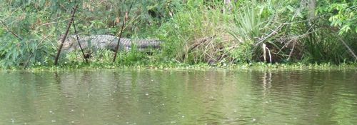 Alligator on the bank of Alligator Bayou