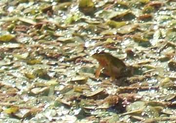 hidden frog