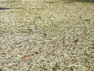 frogs?