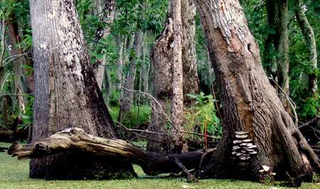 the wood