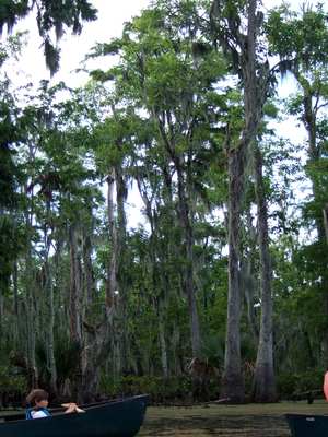 trees and spanish moss