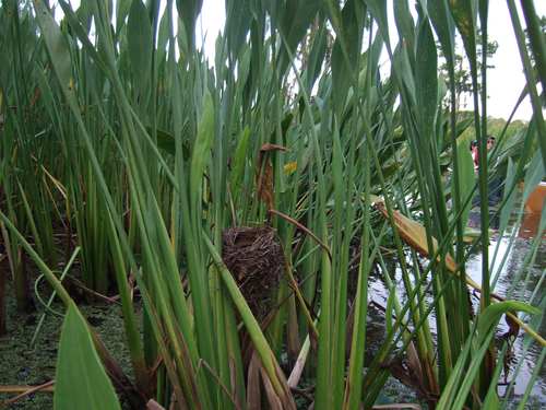 bird nest