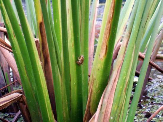 secret frog