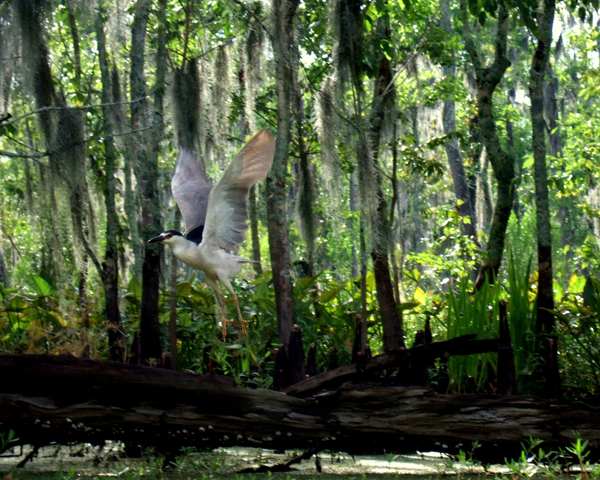 bird action photo