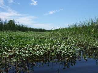 nature
