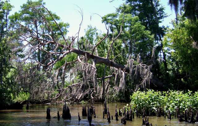 cypress knees