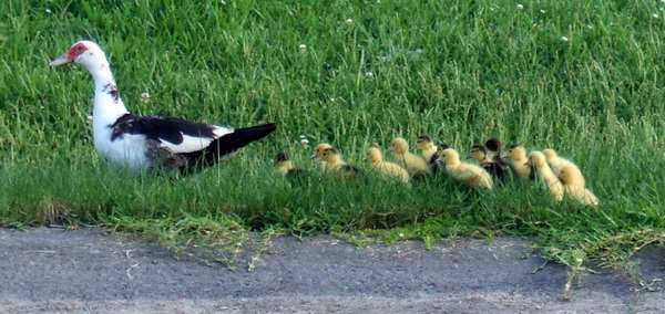 Duck family