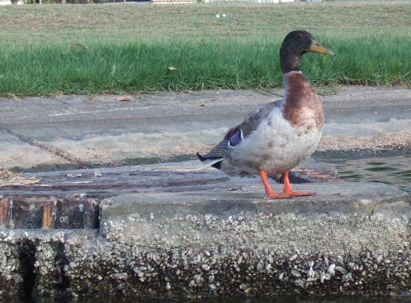 Duck