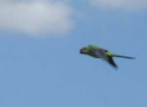 Quaker Parakeet