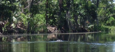 Aligator Making Waves In Cane Bayou