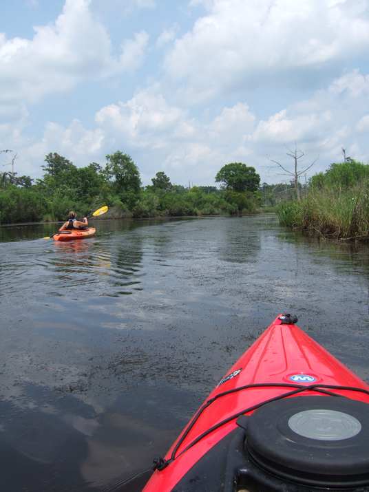 bayou grass