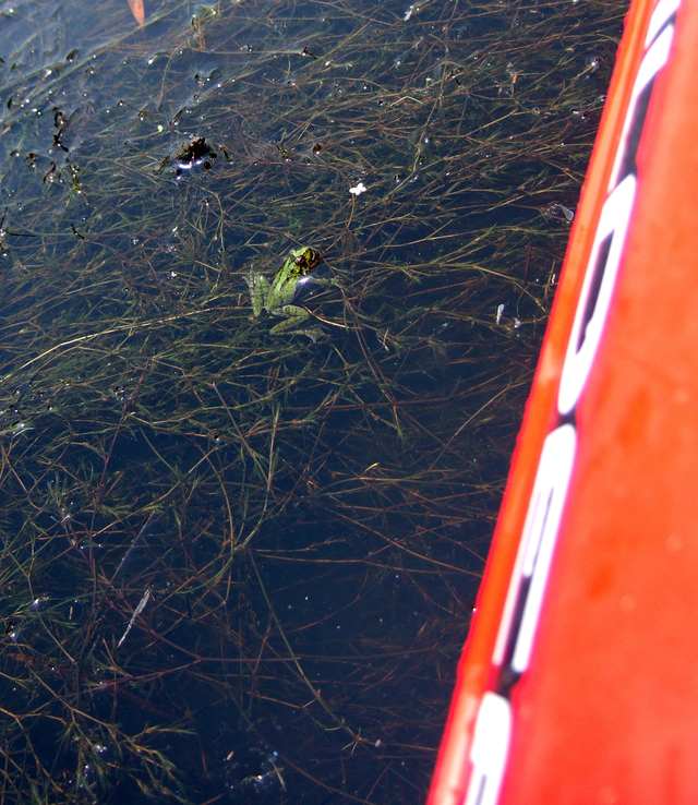 two frogs in the bayou