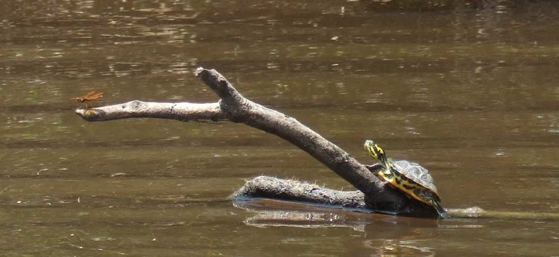 The dragonfly and the turtle