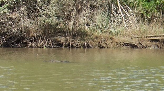 Mom and baby Gator