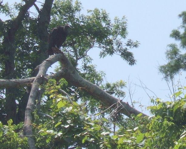 Vulture